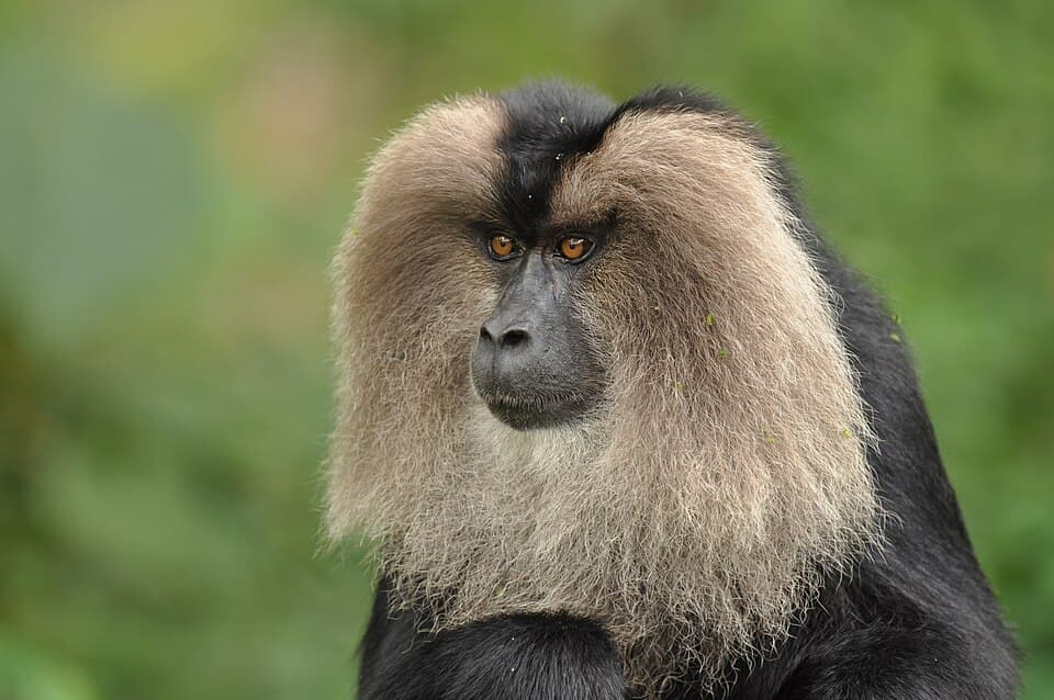 A Lion-tailed Macaque with its silver-grey mane framing a black face