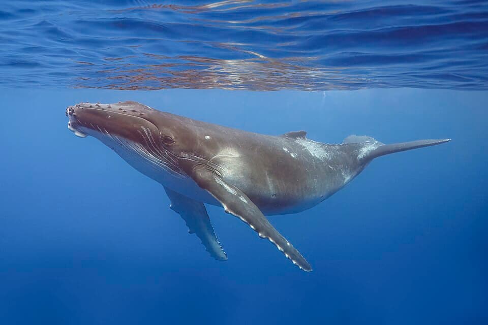 A humpback whale calf swimming just below the surface, its long pale flippers spread
