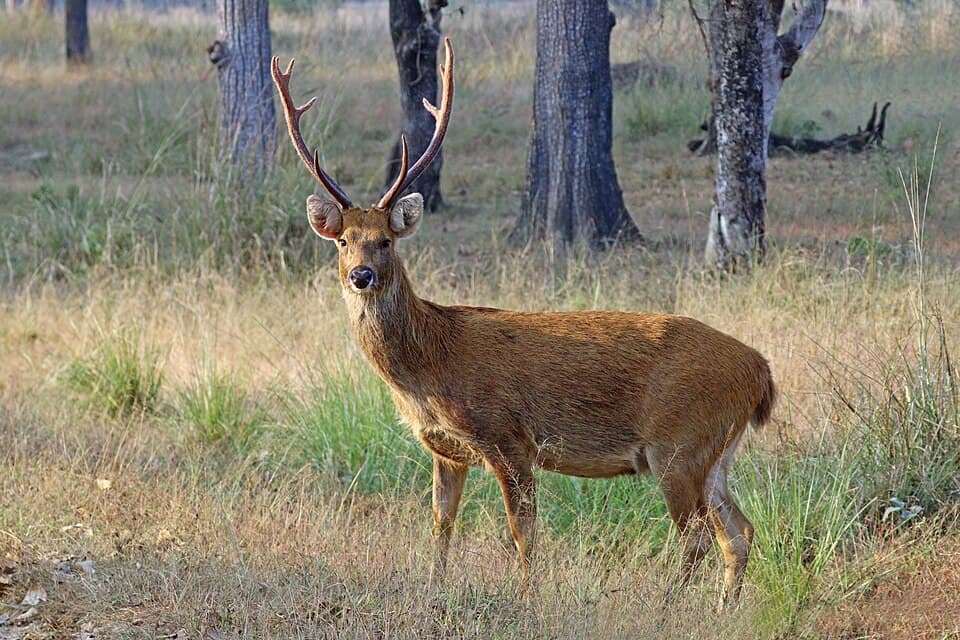 A male barasingha, the swamp deer, with many-tined antlers in open grassland