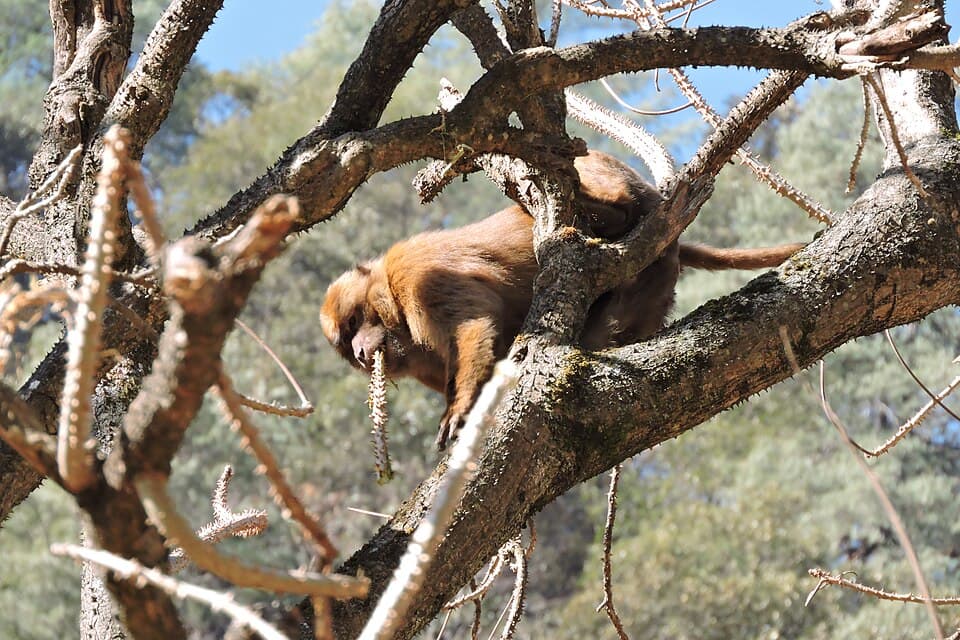 An Arunachal macaque climbing a tree