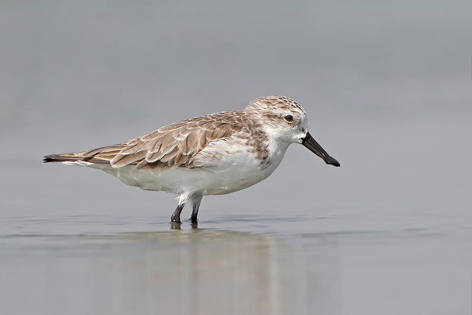 A Spoon-billed Sandpiper wading in shallow water, its flattened spoon-shaped bill in profile