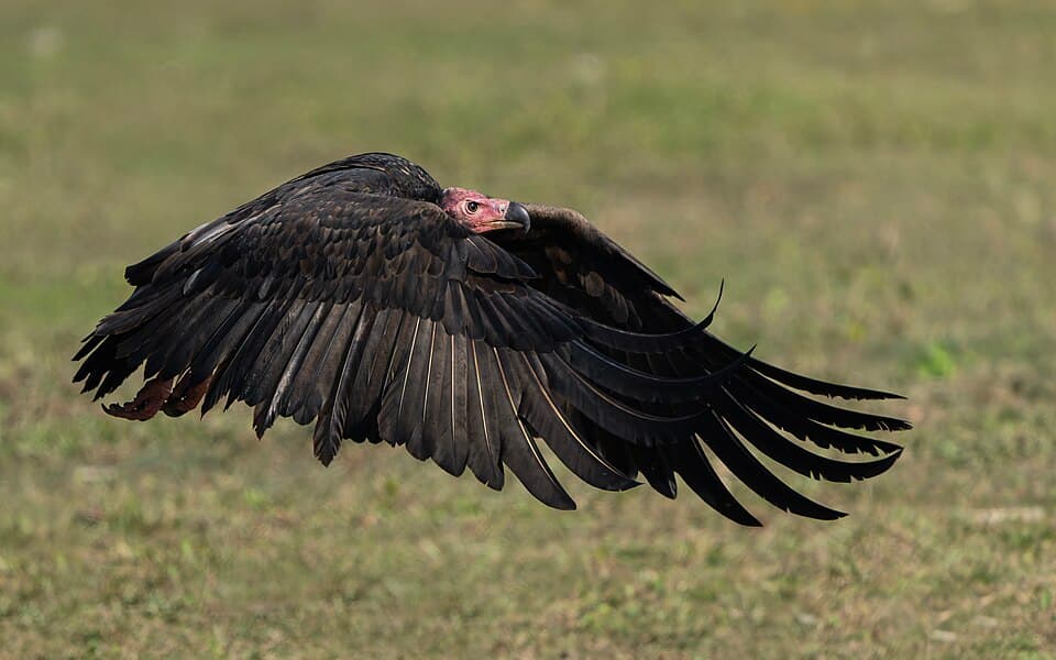 A Red-headed Vulture with its bare red head, flying low over grass