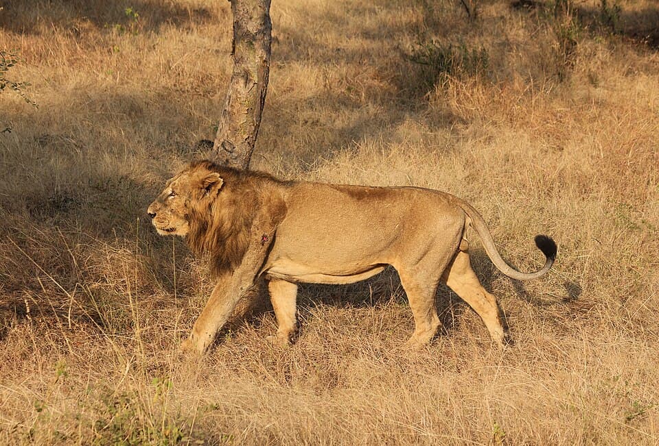 An Asiatic lion walking through dry grassland