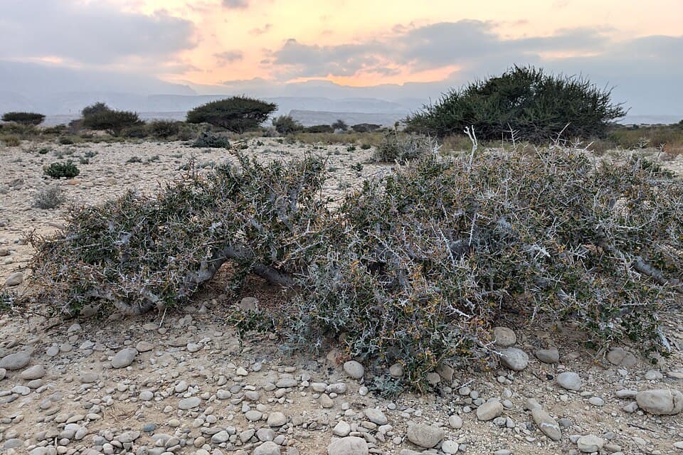 A low, spreading guggul shrub growing on dry stony ground