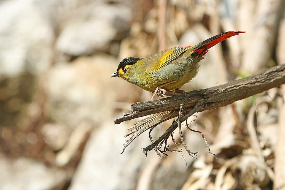 A Bugun Liocichla, olive with a yellow face patch and red wing and tail edges, perched on a branch