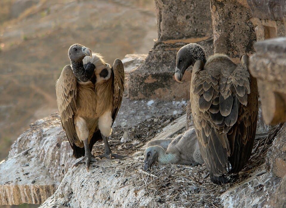 Indian Vultures at their nest on an old stone building at Orchha, Madhya Pradesh