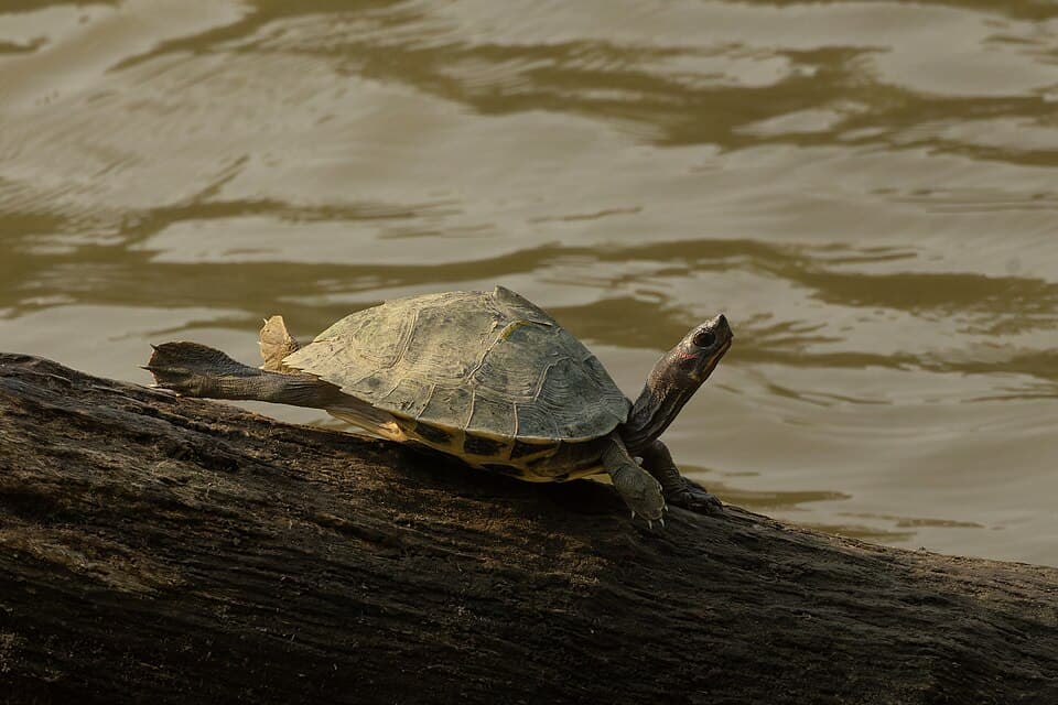 An Assam Roofed Turtle basking on a log over the water in Kaziranga