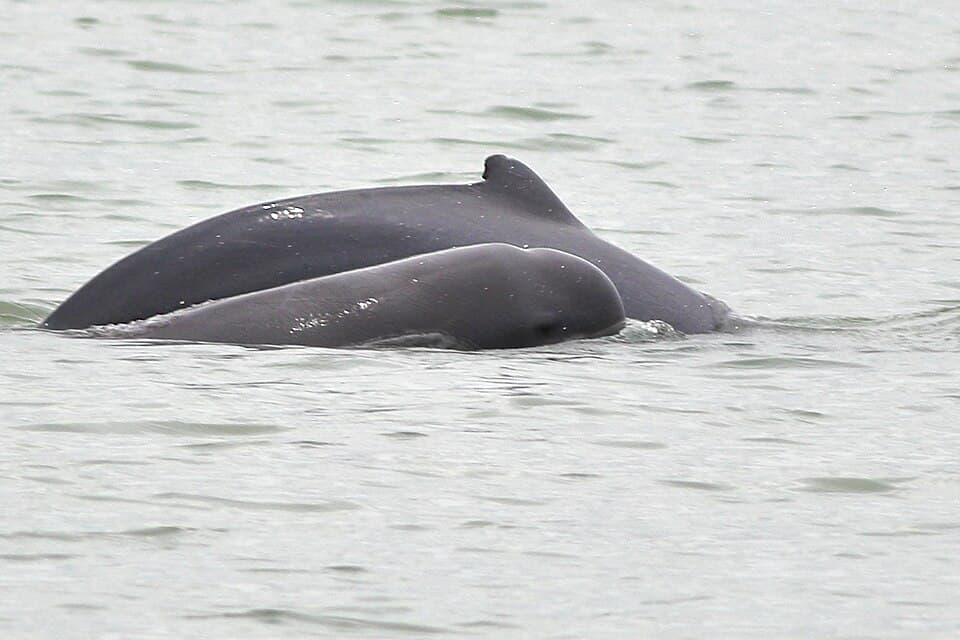 An Irrawaddy dolphin surfacing, showing its rounded head, in the Sundarbans