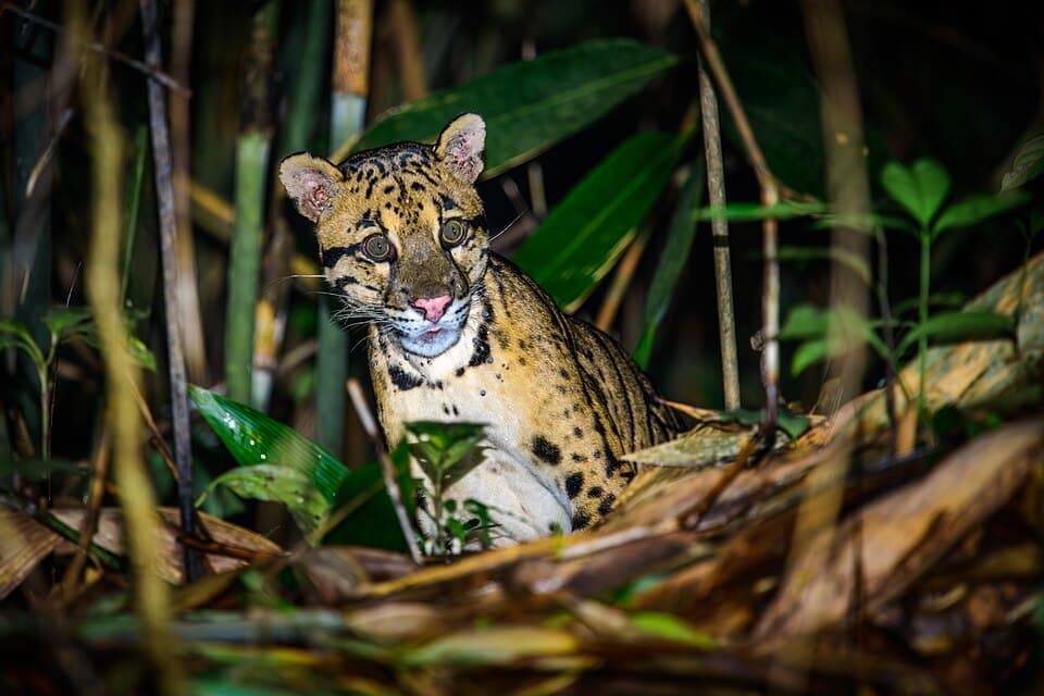 A clouded leopard among bamboo at night