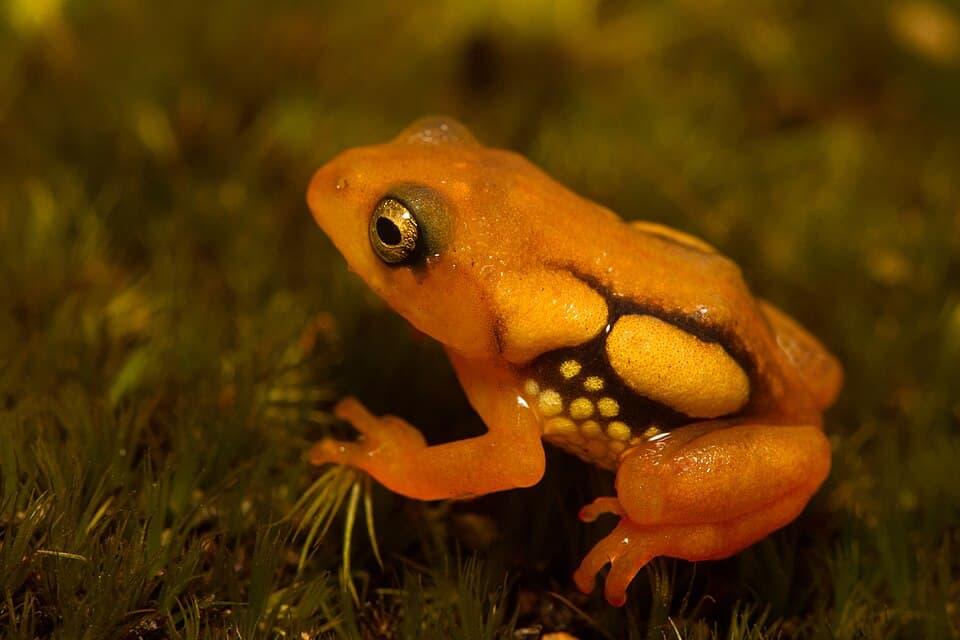 A bright orange Resplendent Shrub Frog with black markings