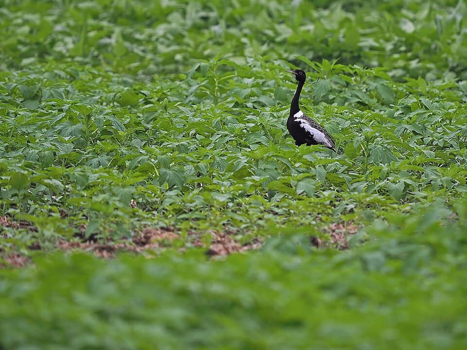 A male Lesser Florican standing in green grass, showing its black and white plumage