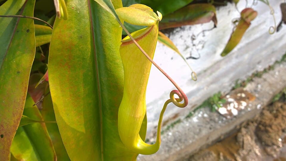 The hanging pitcher and leaf of the Khasi pitcher plant