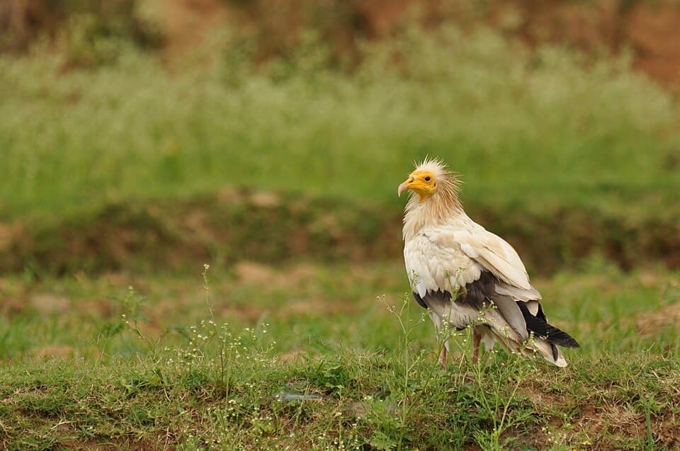 An adult Egyptian Vulture, white with a yellow face, standing in grass