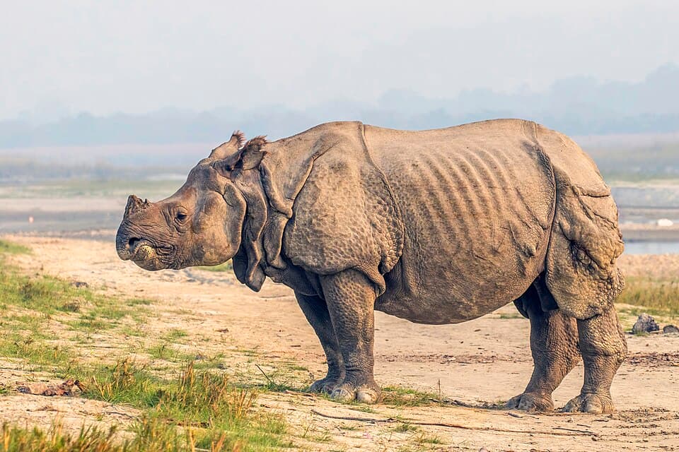 A greater one-horned rhinoceros standing on a riverbank