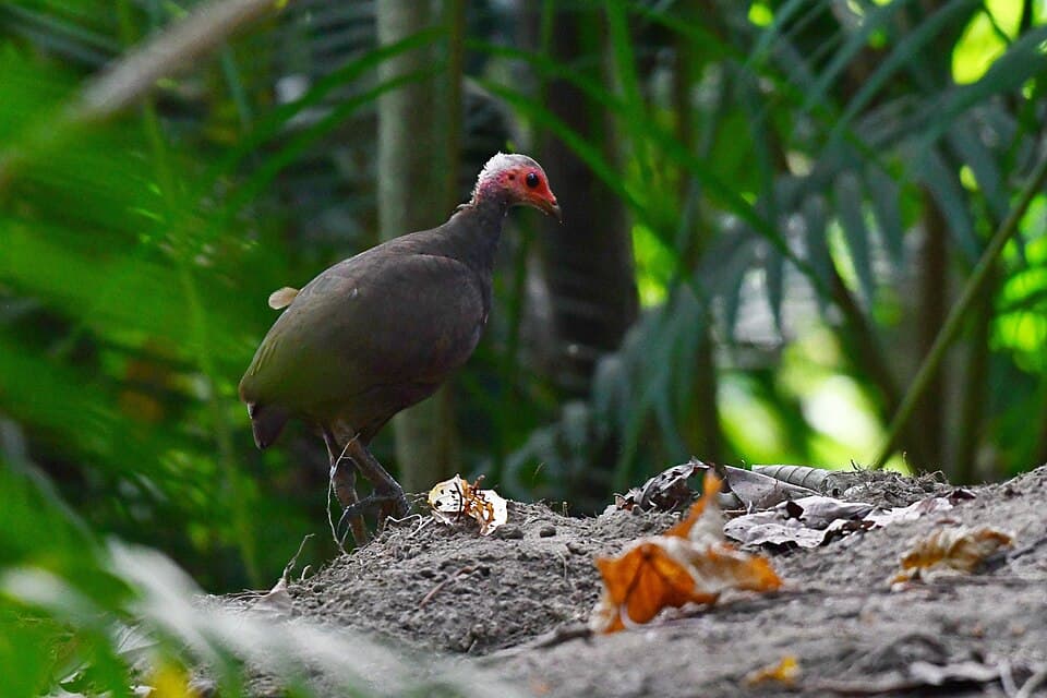 A Nicobar Megapode standing on the forest floor