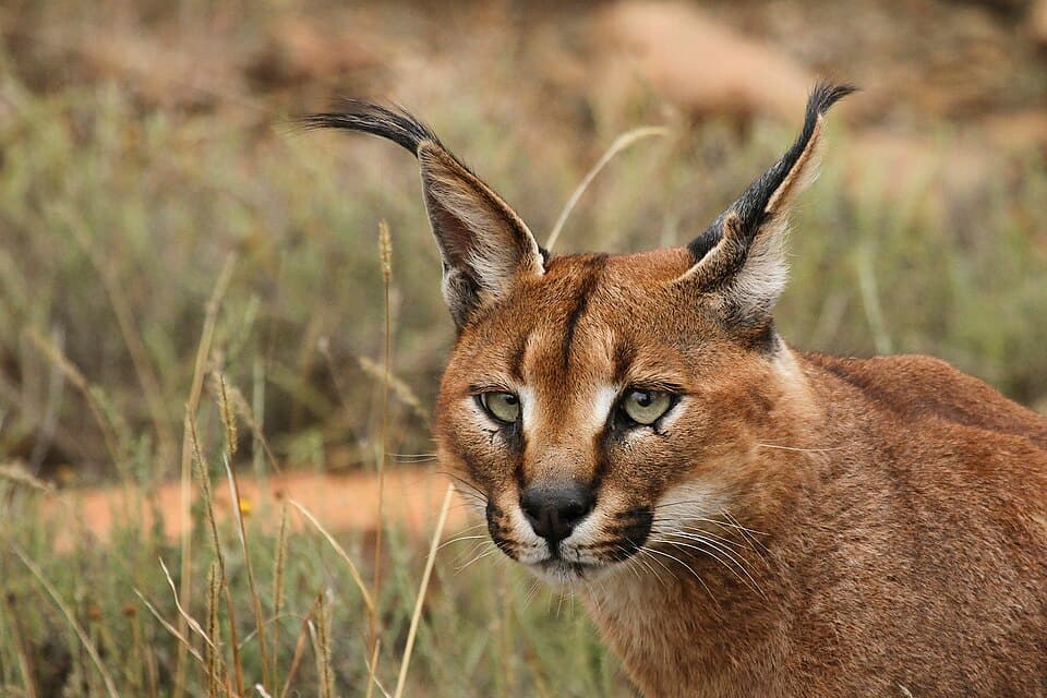A caracal with its long black ear tufts, resting in grass