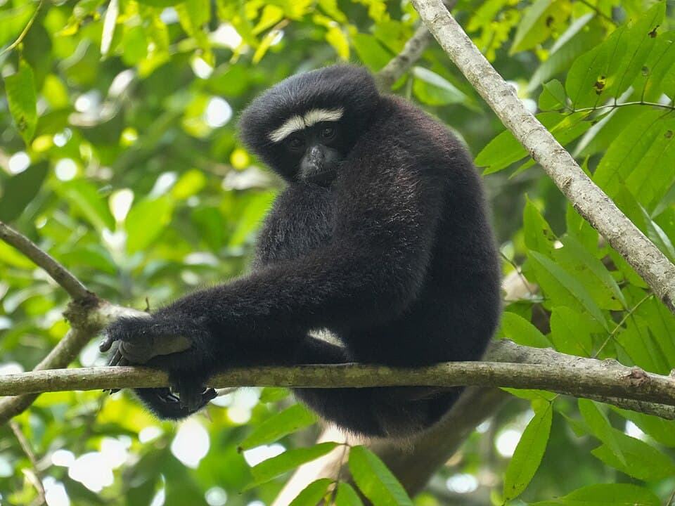 A male Western Hoolock Gibbon, black with white brows, sitting on a branch in the West Garo Hills