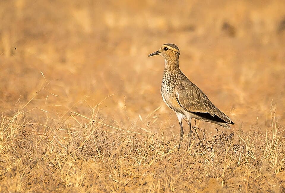 A Sociable Lapwing standing in dry golden grass
