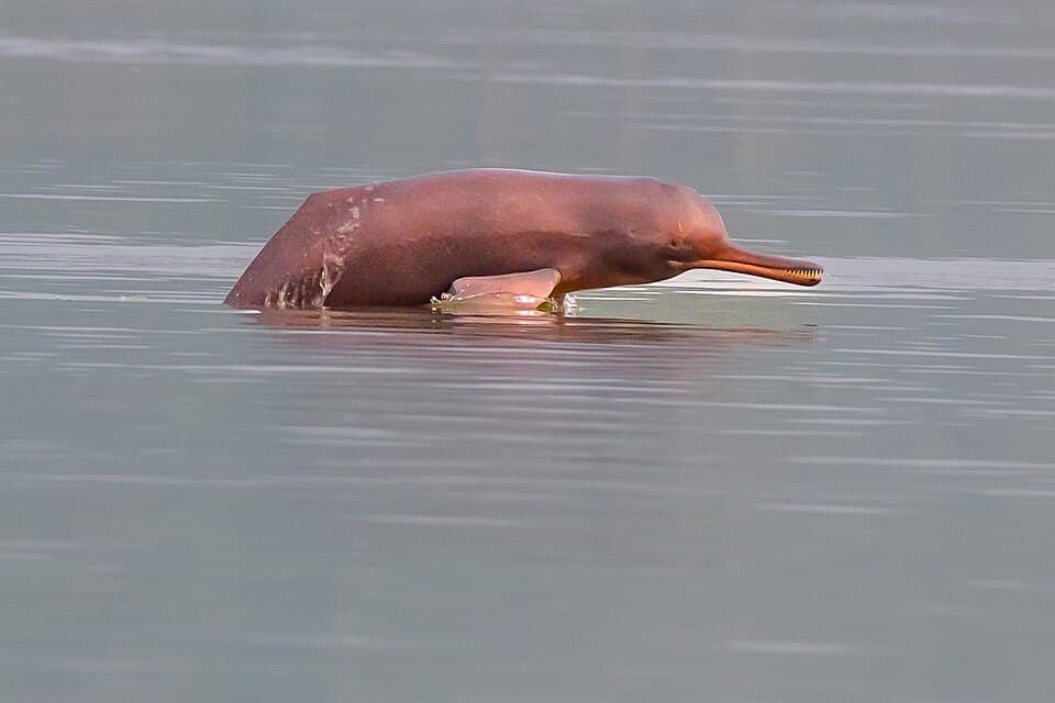 A Ganges river dolphin surfacing, its long thin beak visible, in the Hooghly at Katwa