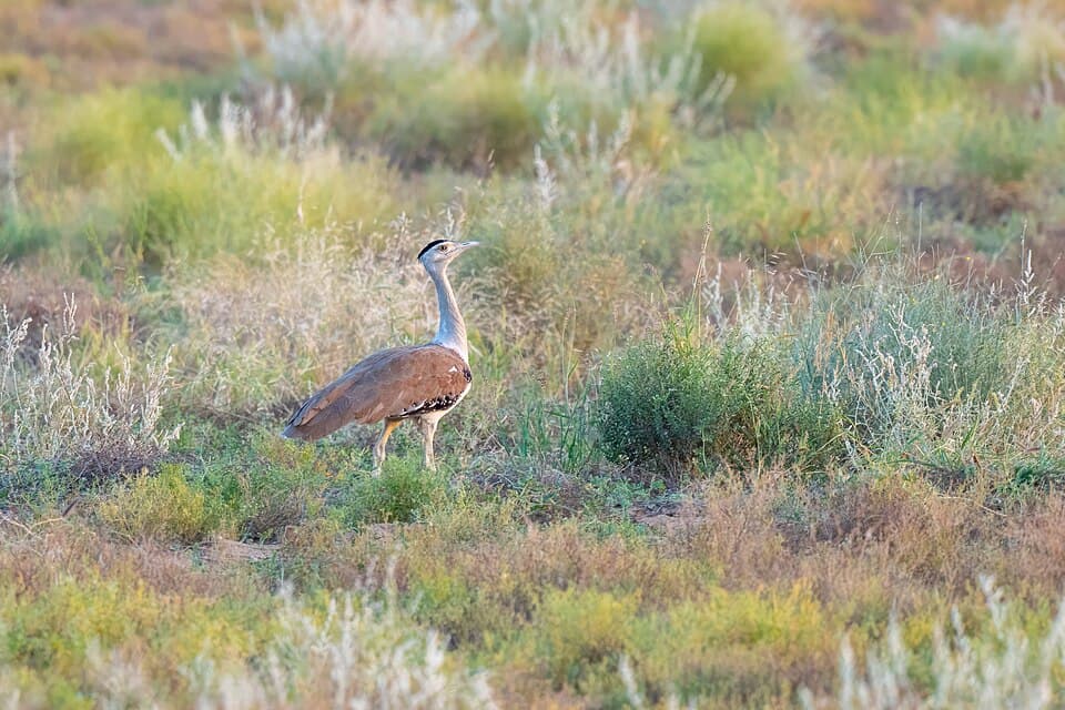 A Great Indian Bustard, one of the three bustards the programme covers, walking through dry grassland