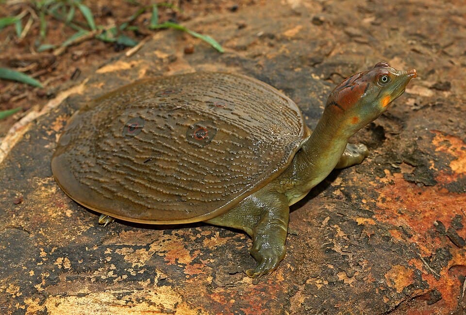 A Leith's Softshell Turtle on bare ground
