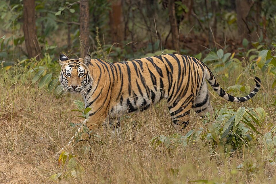 A tiger walking through grass in Sanjay Dubri Tiger Reserve