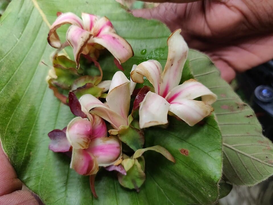 Pink and white flowers of Dipterocarpus bourdillonii held against a leaf