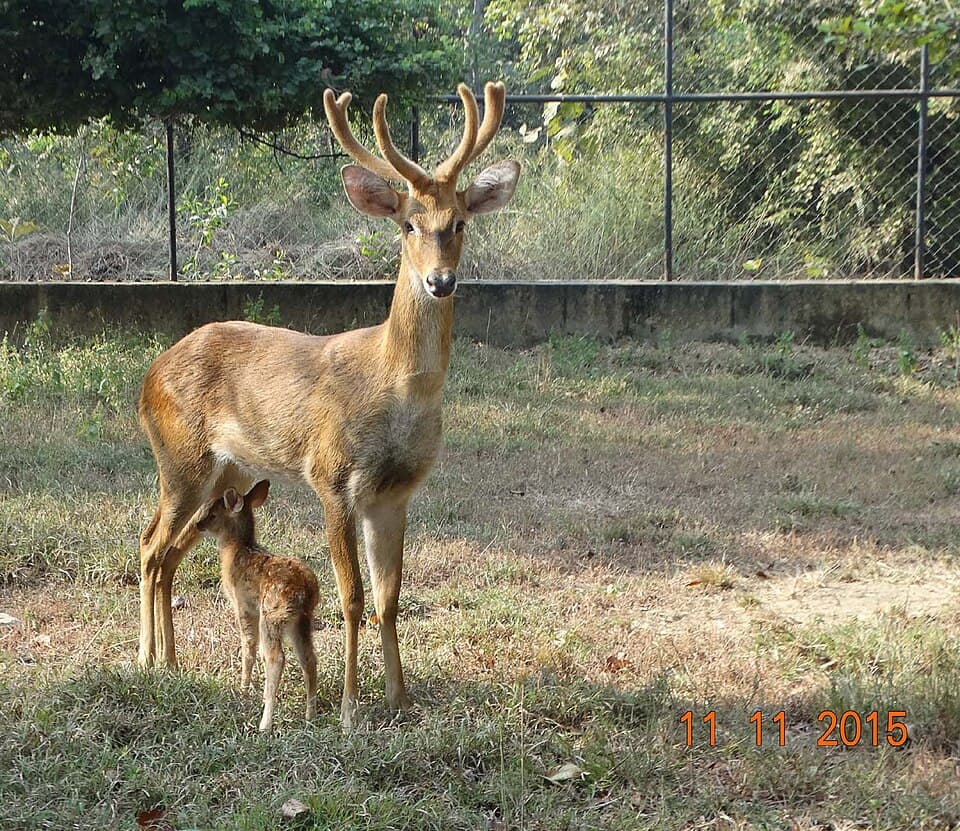 A male sangai, the brow-antlered deer of Manipur, standing over a newborn fawn