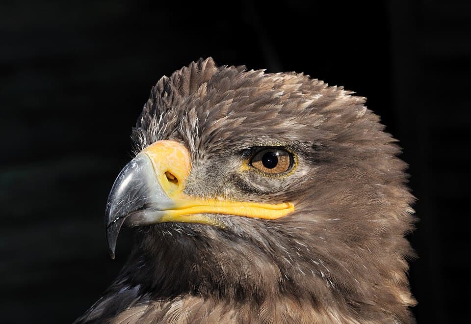 The head of a Steppe Eagle, with its yellow gape reaching back under the eye