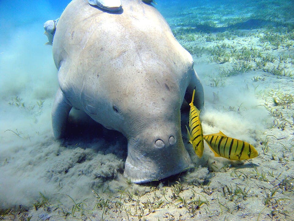 A dugong grazing on a seagrass bed, a small yellow fish beside it