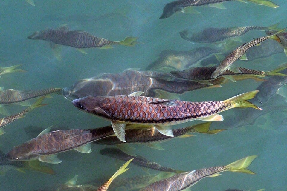 Golden mahseer swimming in clear water in the Babai River
