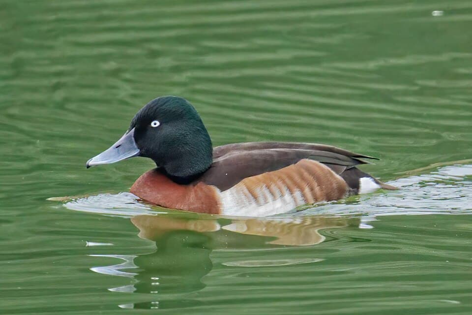 A male Baer's Pochard swimming, with its dark green head and white eye