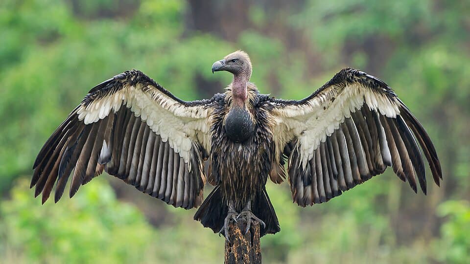 A White-rumped Vulture, one of the five vultures the programme covers, perched with its wings spread wide