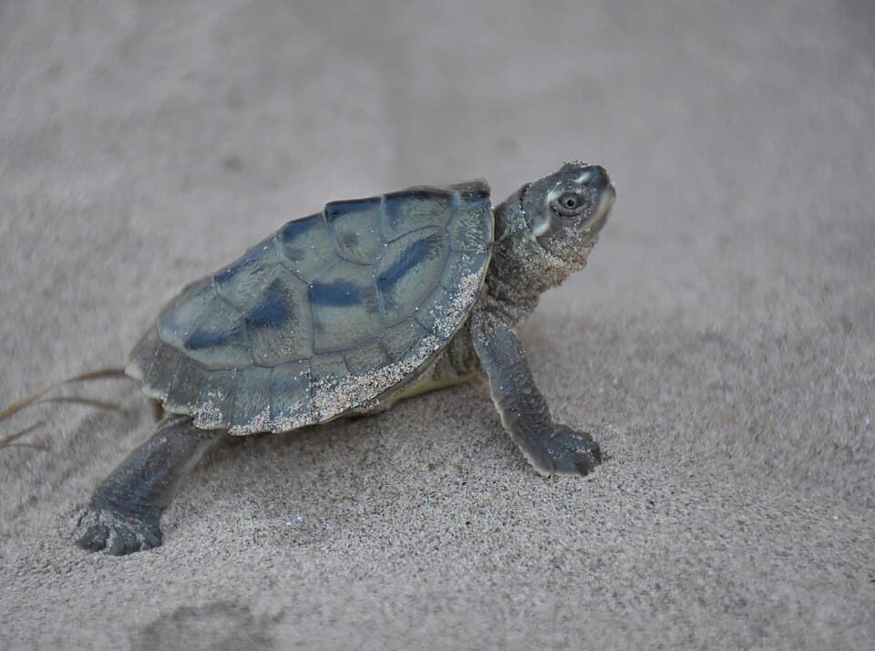 A Three-striped Roofed Turtle hatchling on sand in the National Chambal Sanctuary