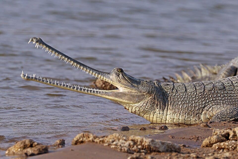 The head of a female gharial, showing its long, narrow snout lined with teeth