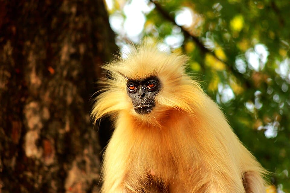 A golden langur sitting in a tree in Assam, its long fur lit up in gold