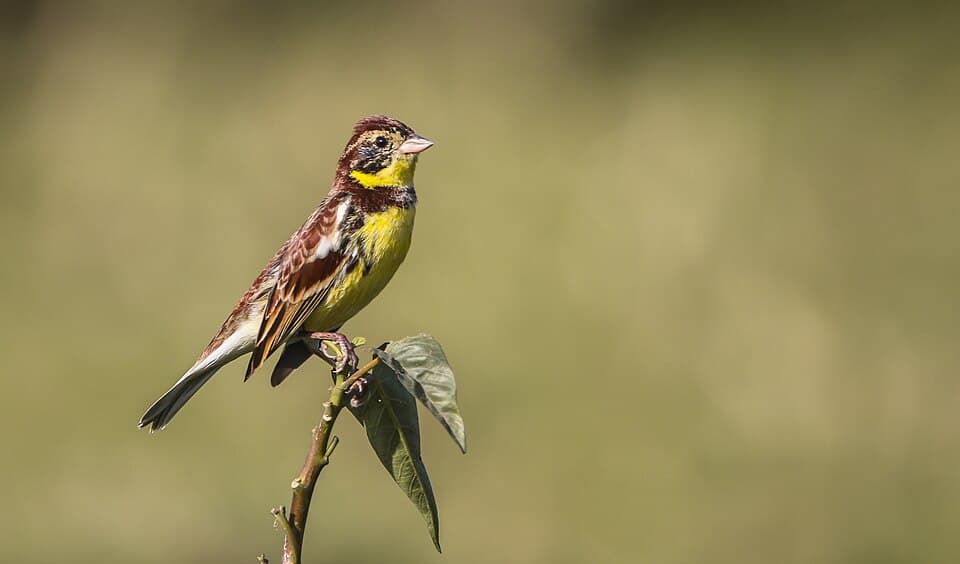 A male Yellow-breasted Bunting perched on a twig
