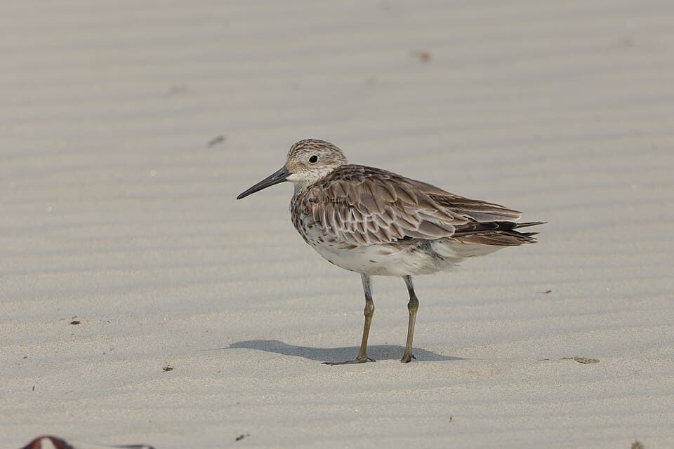 A Great Knot standing on sand