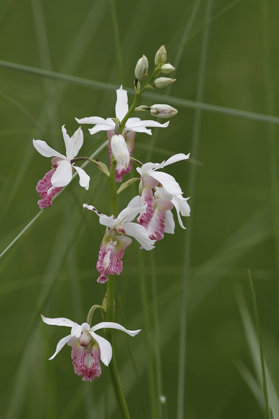 The white and pink flowers of the orchid Eulophia obtusa on a tall stem in grassland