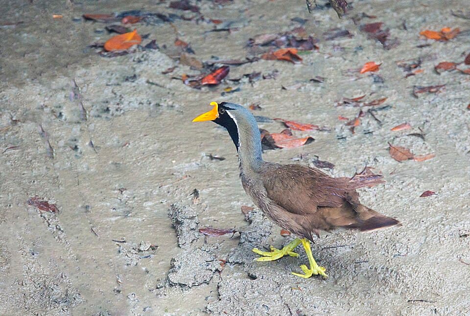 A Masked Finfoot, with its yellow bill and black face, walking on mud