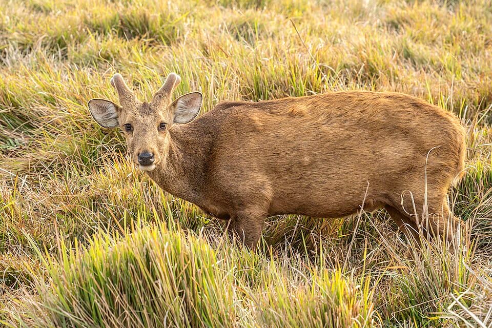A hog deer standing in grassland at Kaziranga National Park