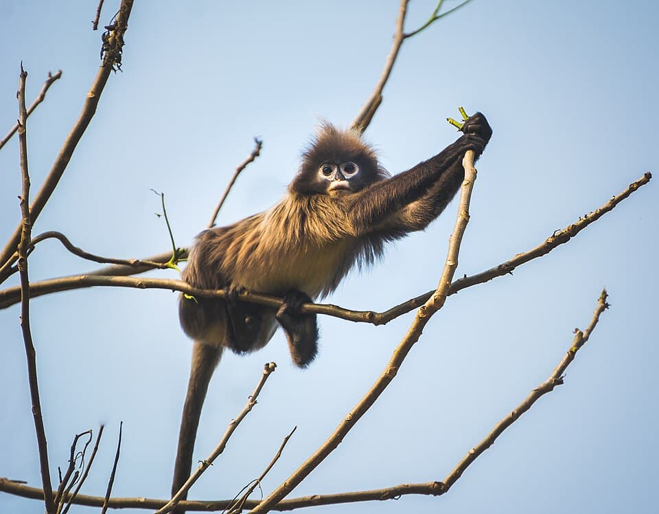 A Phayre's leaf monkey, with white rings round its eyes, lying along a bare branch