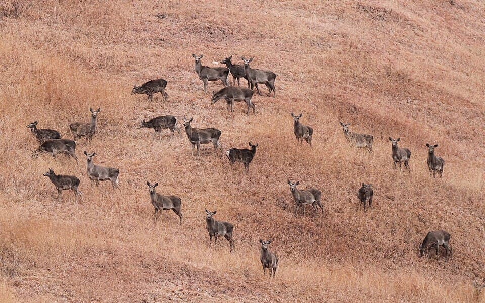 A herd of hangul, the Kashmir stag, on a brown hillside in Dachigam National Park