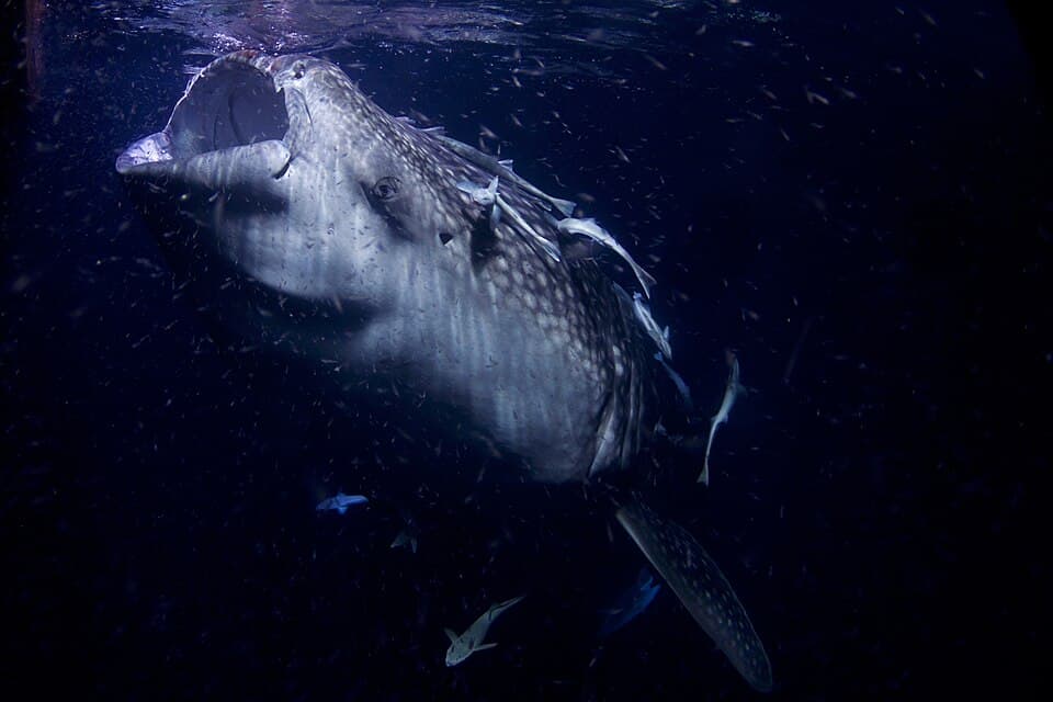 A whale shark swimming in dark water, its white spots showing