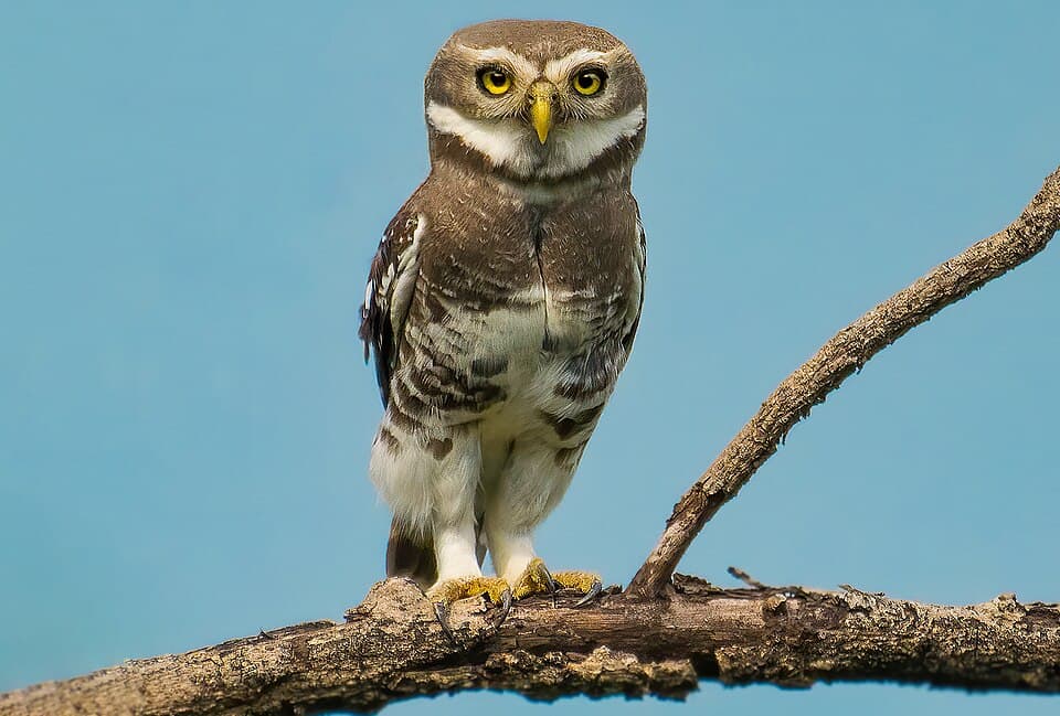 A Forest Owlet perched on a branch, with its plain crown and barred flanks