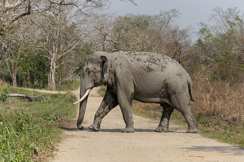 An Asian elephant crossing a track in Kaziranga National Park