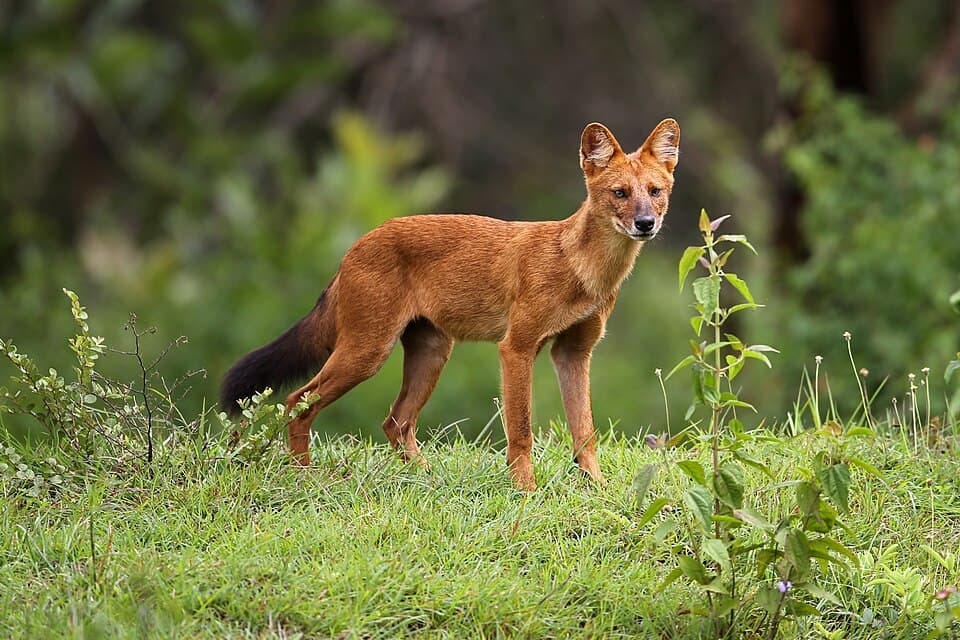 A dhole, the Indian wild dog, standing in green grass