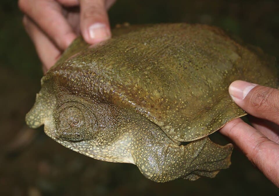 A Cantor's Giant Softshell Turtle held in a person's hands, showing its broad, flat shell