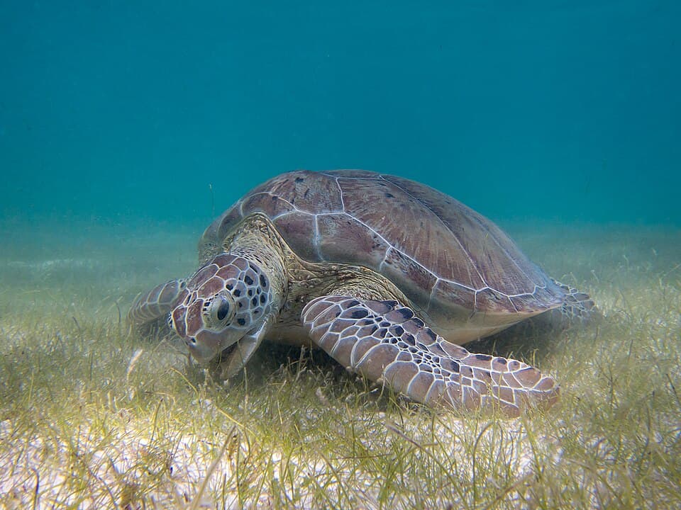 A Green Sea Turtle grazing on a seagrass bed