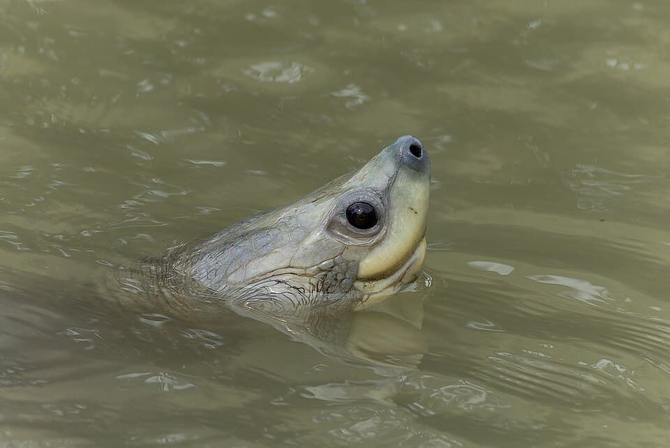 A Northern River Terrapin with its head raised above the water in the Sundarbans